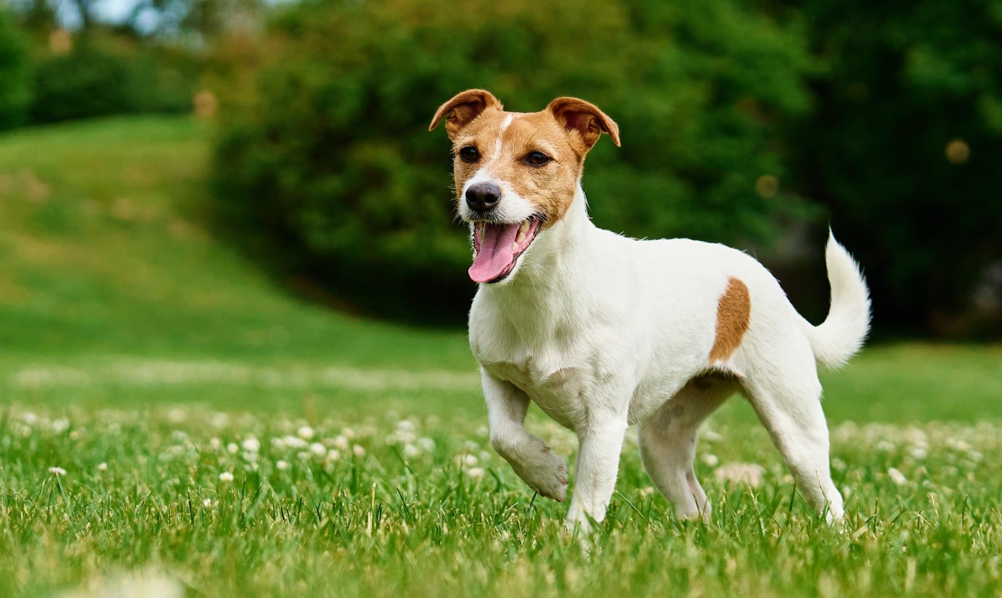 Hépatite Contagieuse Canine